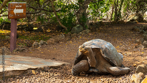 Photography Riesenschildkröten auf San Cristobal, Galapagos und Kicker Rock