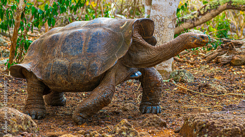 Photography Riesenschildkröten auf San Cristobal, Galapagos und Kicker Rock