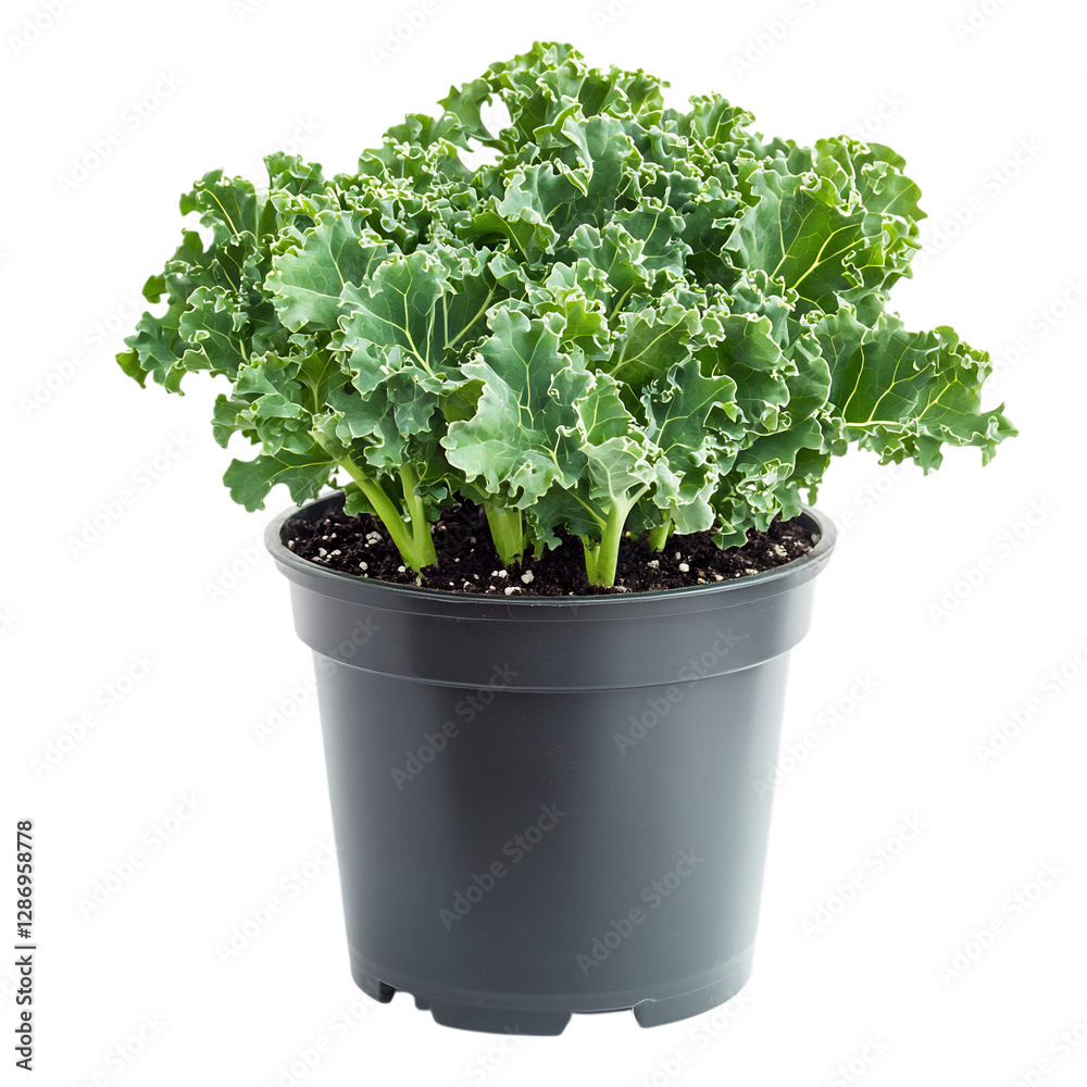 A Small Potted Kale Plant with Dark Green Curly Leaves Isolated on Transparent Background A Small Potted Kale Plant with Dark Green Curly Leaves Isolated on Transparent Background