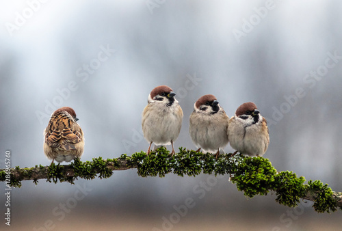 birds sparrows sitting on a branch covered with moss and snow in a winter garden