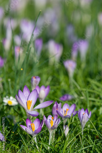 Whitewell purple crocuses (crocus tommasinianus) in bloom