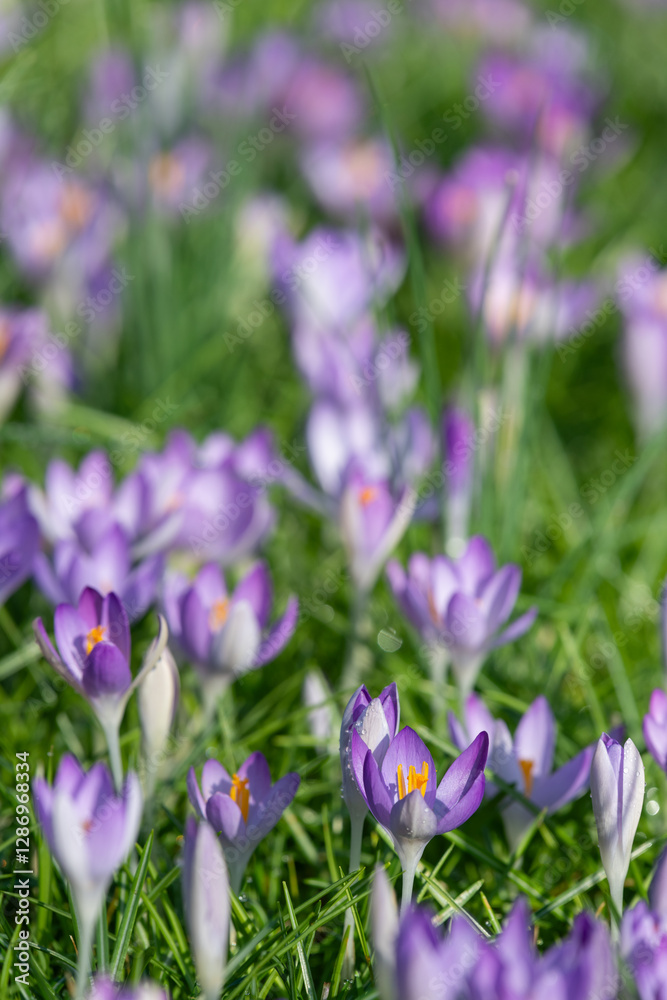Whitewell purple crocuses (crocus tommasinianus) in bloom Whitewell purple crocuses (crocus tommasinianus) in bloom
