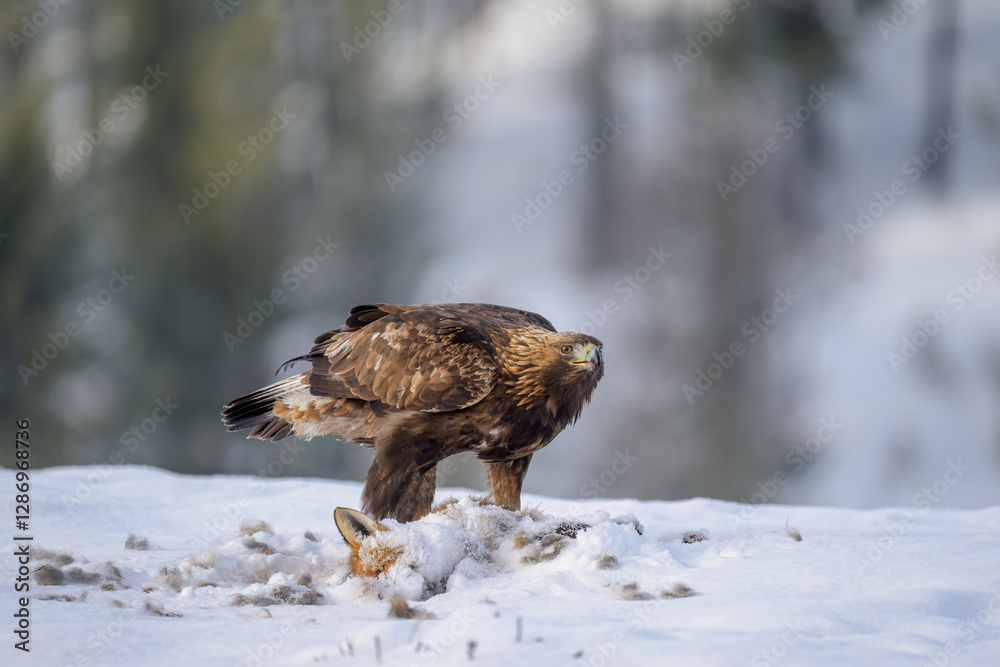Golden eagle (Aquila chrysaetos) feeding on dead fox