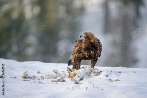 Golden eagle  (Aquila chrysaetos) feeding on dead fox