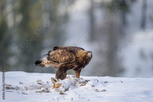 Obraz na płótnie Golden eagle (Aquila chrysaetos) feeding on dead fox w salonie