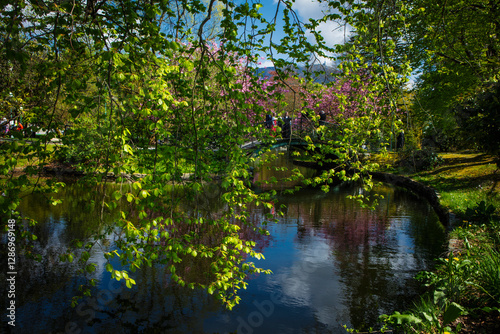 Cherry Blossom in Bergen Norway