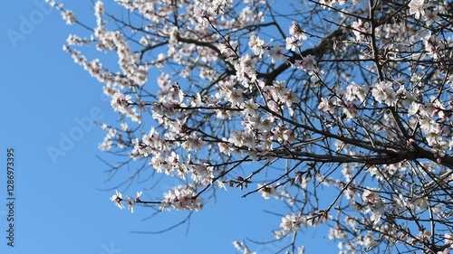 Beautiful flowering cherry plant moving in the wind against a beautiful blue sky. Selective focusing