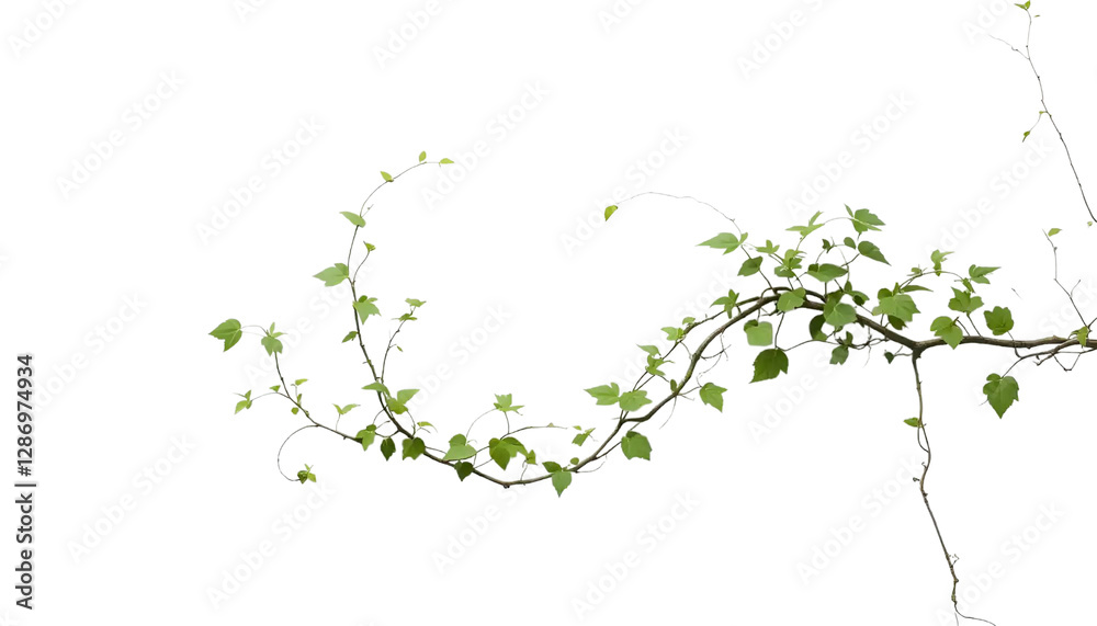 Climbing Vine with Small Leaves Twisting Upward Climbing Vine with Small Leaves Twisting Upward