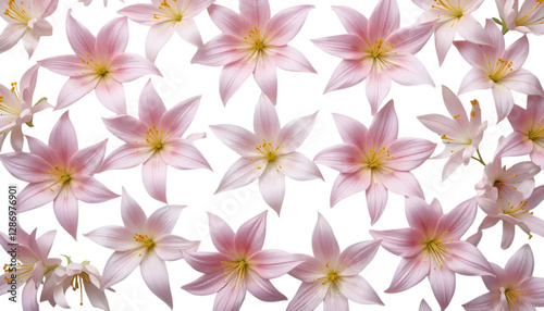 Small Floating Lily Flowers with Open Petals