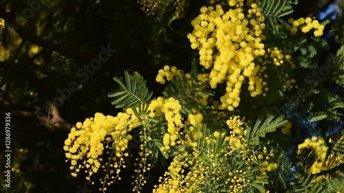 Close up of beautiful branches of blooming yellow Mimosa (Acacia dealbata). 