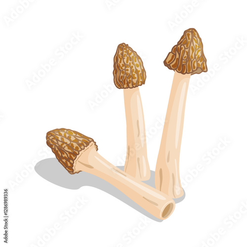 Morel mushrooms set. Edible forest mushroom Verpa bohemica icon. Hand drawn trendy flat style isolated icon on a transparent background Morchella bohemica fungus group engraved. Vector illustration