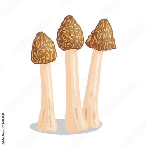 Morel mushrooms set. Edible forest mushroom Verpa bohemica icon. Hand drawn trendy flat style isolated icon on a transparent background Morchella bohemica fungus group engraved. Vector illustration