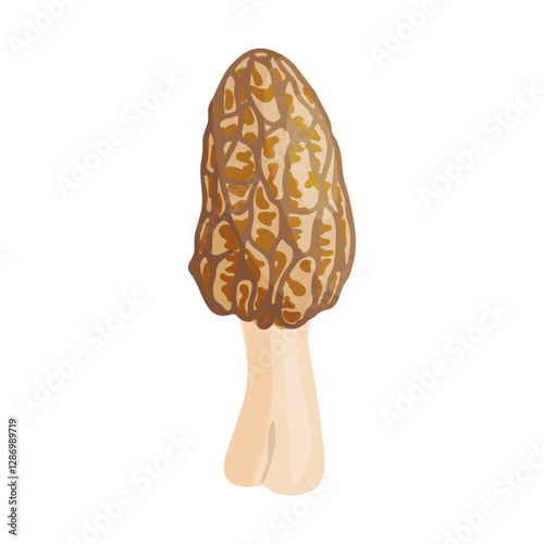 Morel mushroom. Edible forest mushroom icon. Hand drawn trendy flat style isolated icon on a transparent background Morchella fluvialis fungus group engraved. Vector illustration