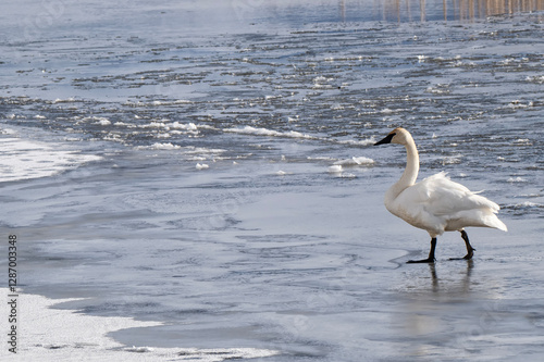 Fototapeta Naklejka Na Ścianę i Meble -  Trumpeter swans (Cygnus buccinator) in a sea of ice on Flat Creek; Nat Elk Refuge; Jackson, Wyoming