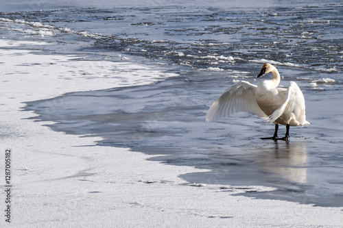 Fototapeta Naklejka Na Ścianę i Meble -  Trumpeter swans (Cygnus buccinator) in a sea of ice on Flat Creek; Nat Elk Refuge; Jackson, Wyoming