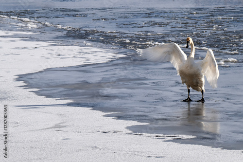 Fototapeta Naklejka Na Ścianę i Meble -  Trumpeter swans (Cygnus buccinator) in a sea of ice on Flat Creek; Nat Elk Refuge; Jackson, Wyoming