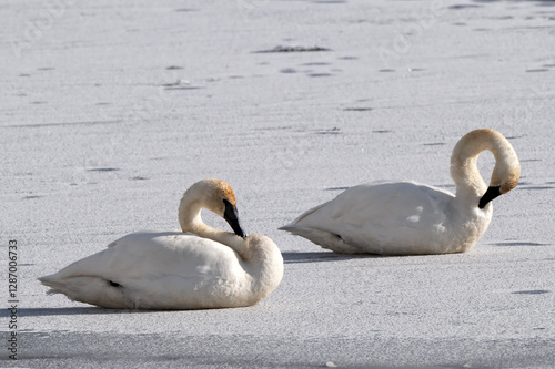 Fototapeta Naklejka Na Ścianę i Meble -  Trumpeter swans (Cygnus buccinator) in a sea of ice on Flat Creek; Nat Elk Refuge; Jackson, Wyoming