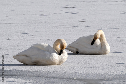 Fototapeta Naklejka Na Ścianę i Meble -  Trumpeter swans (Cygnus buccinator) in a sea of ice on Flat Creek; Nat Elk Refuge; Jackson, Wyoming