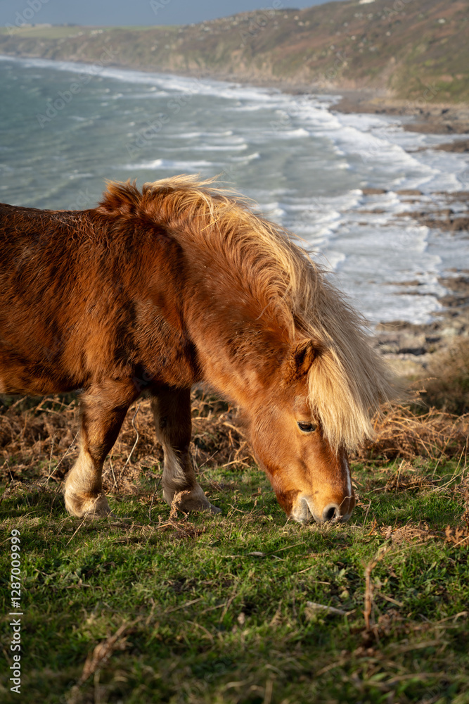 Fototapeta premium wild horse in front of waves