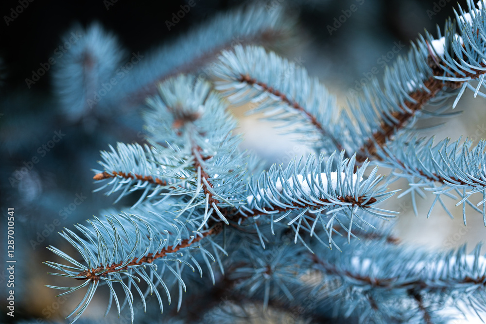 close up snow covered blue spruce branches and needles, bright frosty sunny day, winter fairytale Christmas atmosphere close up snow covered blue spruce branches and needles, bright frosty sunny day, winter fairytale Christmas atmosphere