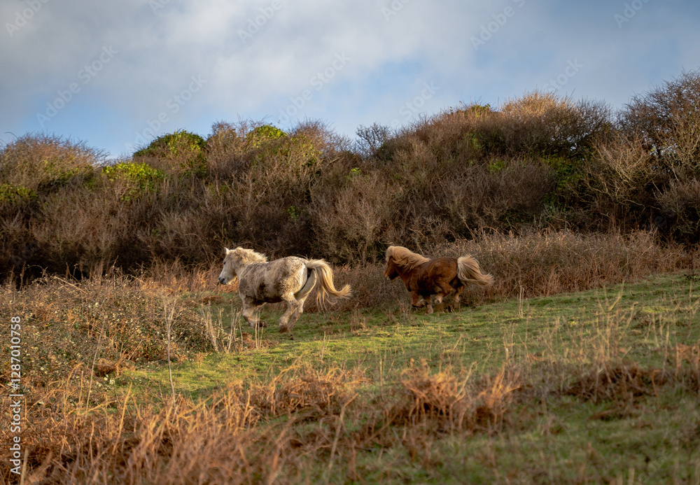 horses running in field horses running in field