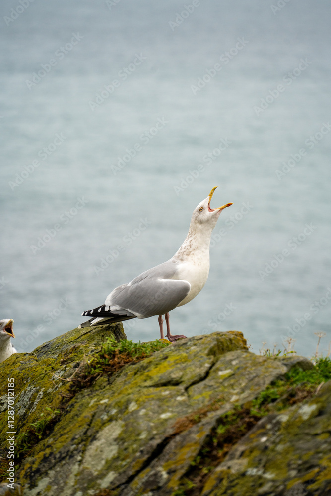 Obraz premium seagull on rock