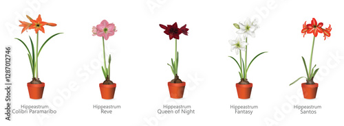 Hippeastrum (amaryllis) in a pot collection - orange, pink, bordeaux, white, red. Realistic drawing set with names of hybrid varieties for flower shop advertising banners, gift or room design project.