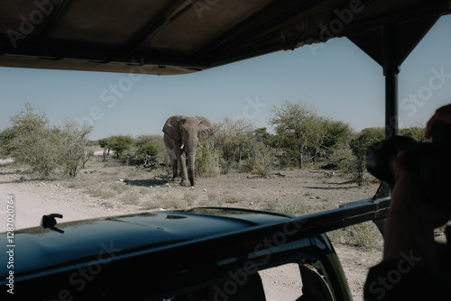 Aggressive male elephant with temporin on his temples (musth) close to a car of tourists in Etosha National park in Namibia