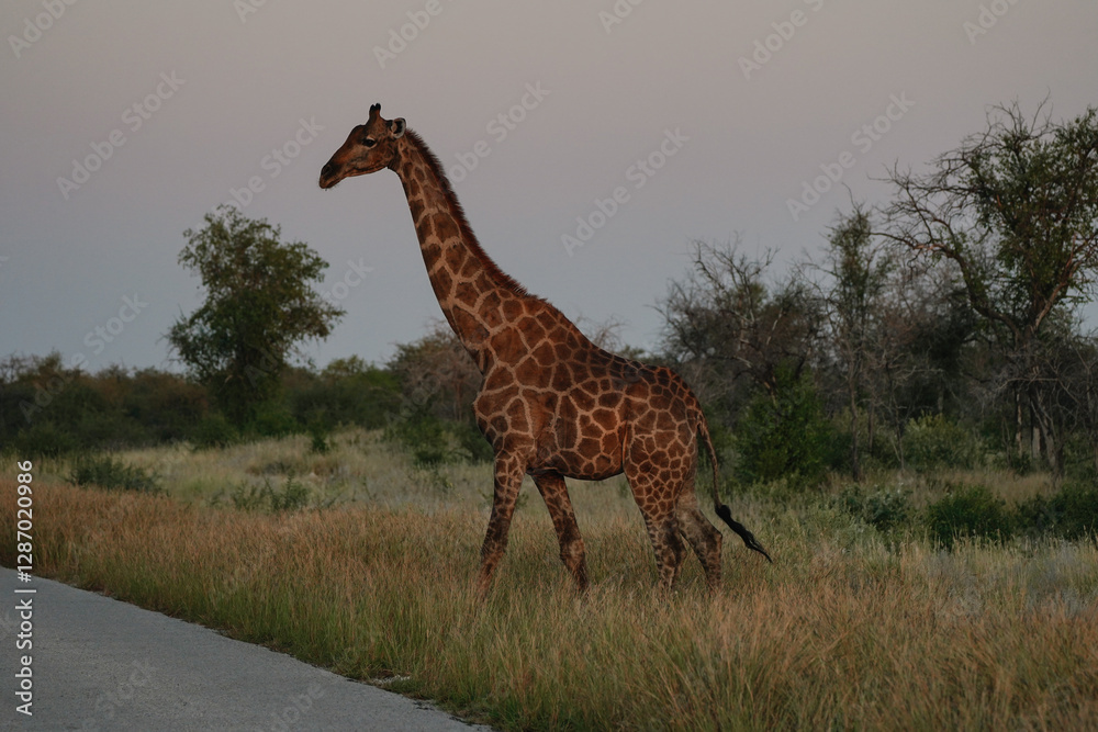 Obraz premium Giraffe crossing the road in Etosha National Park, Namibia