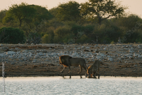 Photography Lion brothers drinking water in the morning in National Park Etosha in Namibia
