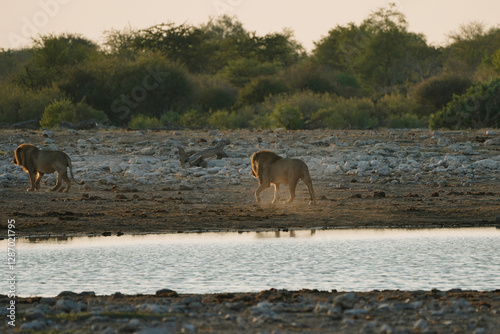 Canvas Print Lion brothers leaving the watering hole in National Park Etosha in Namibia