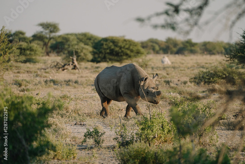 Black rhino with broken horn and torn ears walking in a national park in Etosha, Namibia