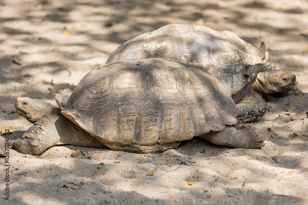 Obraz premium Thailand. Bangkok. Giant turtle at Safari World Zoo.
