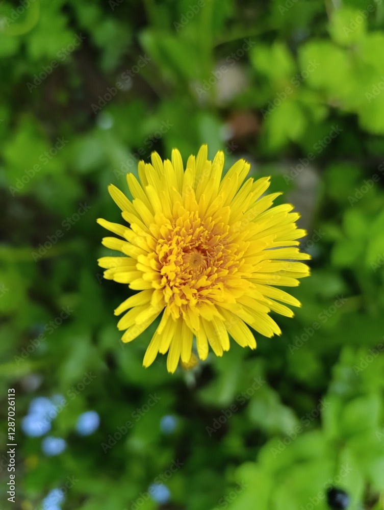 Bright Yellow Dandelion Flower in a Lush Green Garden Bright Yellow Dandelion Flower in a Lush Green Garden