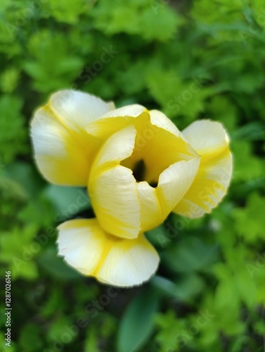 Elegant Yellow Flower Blooming Amidst Lush Green Foliage photo