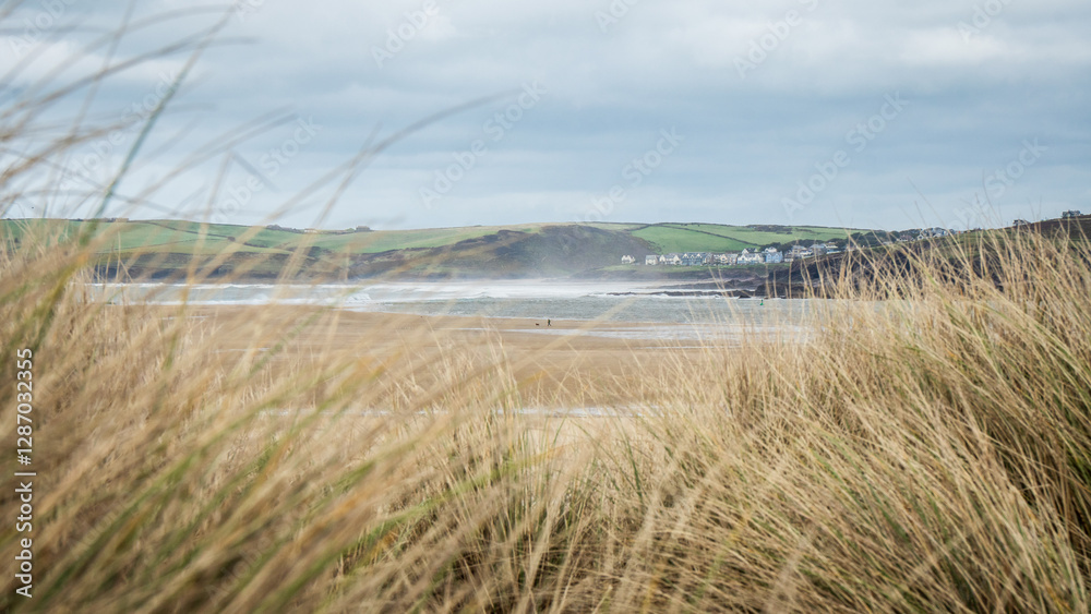 reeds on the beach