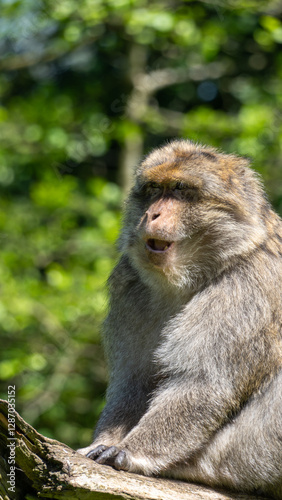 laughing monkey