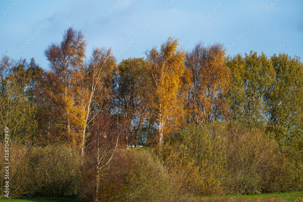 Fototapeta premium golden autumn trees in sunlight.