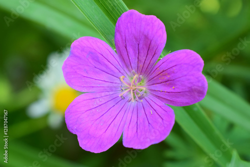 A vibrant purple flower with five petals and visible veins is centered in the image. Geranium sanquineum.