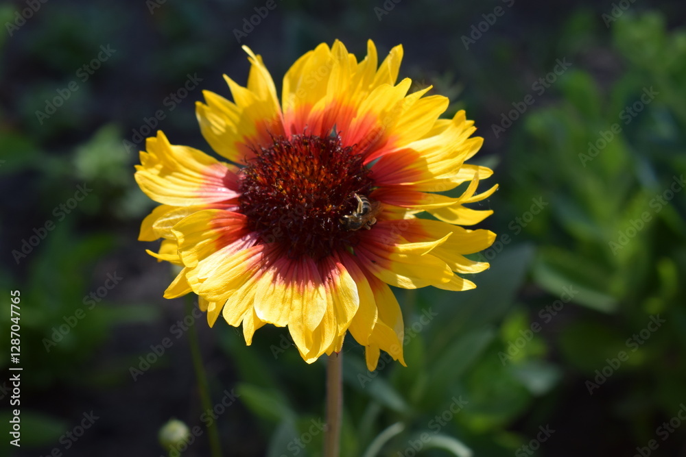 A vibrant Gaillardia flower with a red center and petals that transition from red at the base to yellow at the tips. Gaillardias Fiery Splendor A vibrant Gaillardia flower with a red center and petals that transition from red at the base to yellow at the tips. Gaillardias Fiery Splendor