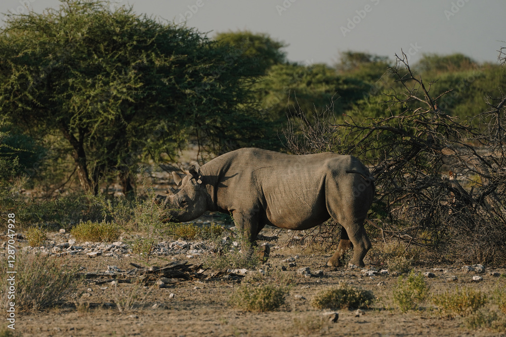 Fototapeta premium Black rhino with broken horn and torn ears walking in a national park in Etosha, Namibia