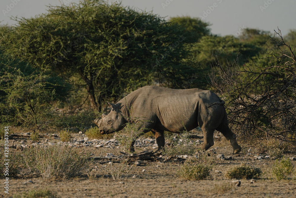 Fototapeta premium Black rhino with broken horn and torn ears walking in a national park in Etosha, Namibia