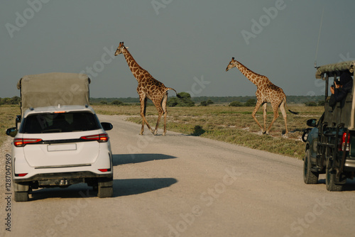 Giraffes crossing the road and defecating in Etosha National Park, Namibia