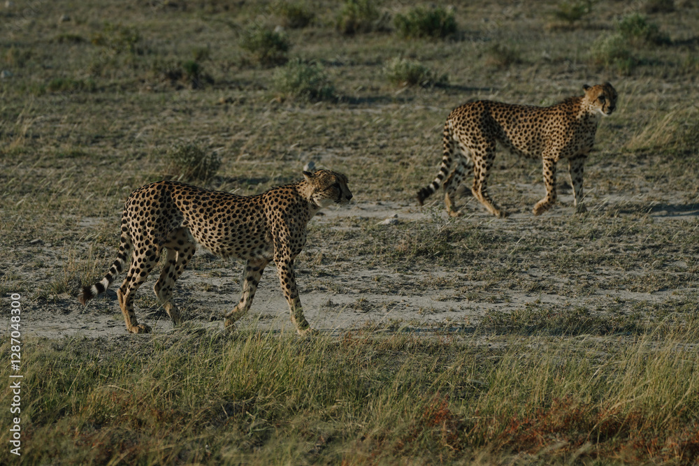 Leopard brothers walking at sunset in Etosha national park in Namibia