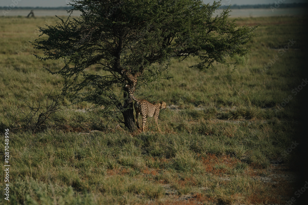 Male leopard urinating on tree in Etosha national park in Namibia Male leopard urinating on tree in Etosha national park in Namibia