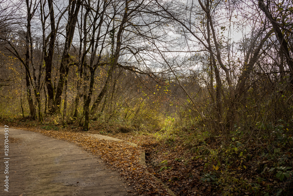 Path in a forest with trees and leaves on the ground Path in a forest with trees and leaves on the ground