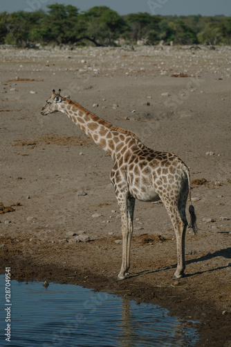Photography Giraffe standing near watering hole in a national park in Etosha, Namibia