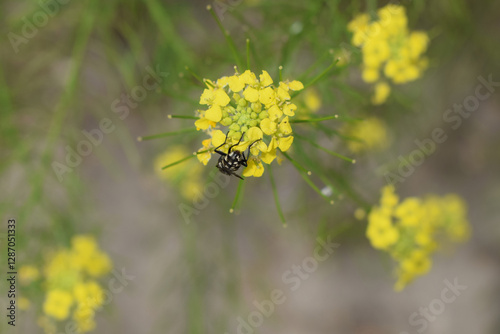 A close-up of a yellow flower with a black insect (fly) on it. photo