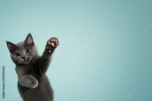 Cute Russian Blue cat with playful paws and grey fur, adorable feline pet portrait photo