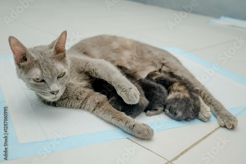 Asian cat breastfeeding her kitten